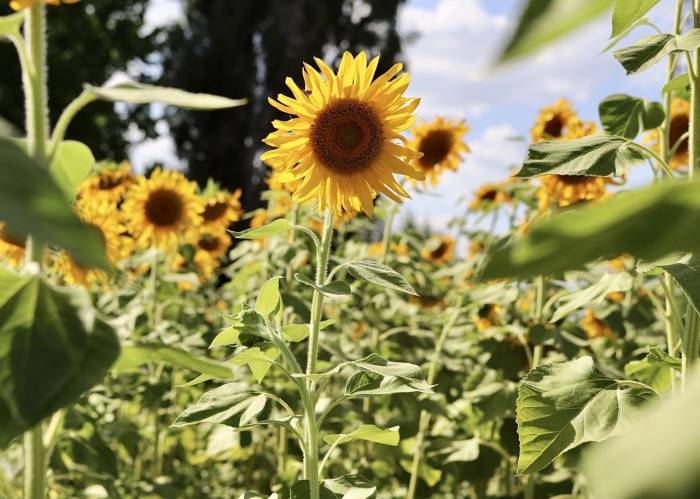Yüzünü Güneşe Dönen “Günebakanlar” Göz Kamaştırdı