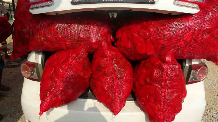 Biberin Meşakkatli Salça Yolculuğu Başladı