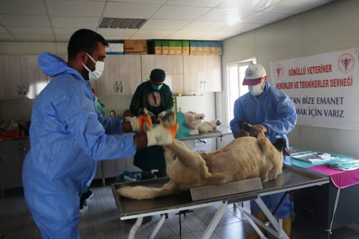 Bitlis’te 200 Sokak Köpeği Kısırlaştırıldı