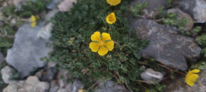 Bu Çiçek Dünyada Sadece Aladağlar Çevresinde Görülüyor