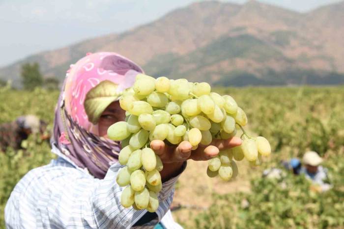 Meşhur “Hatun Parmağı” Üzümünün Hasadı Başladı