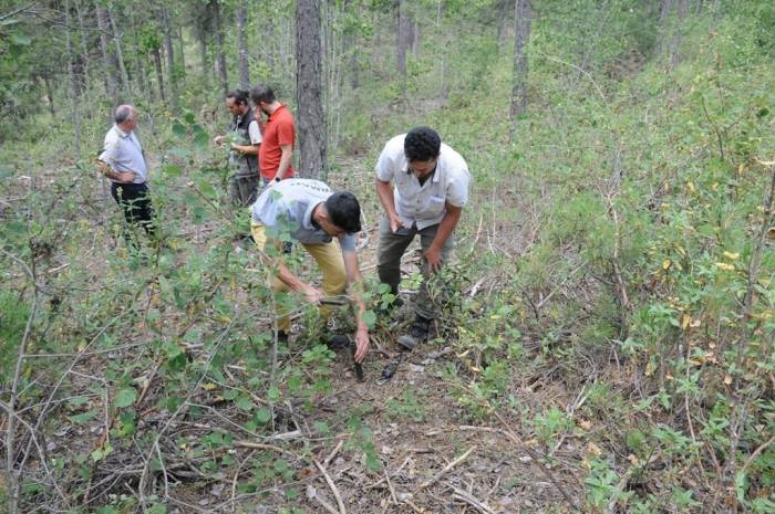 Kütahya’da ’ulusal Orman Envanteri’ Çalışmaları Başladı