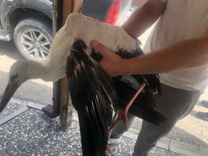 Ormancıların Bulduğu Yaralı Leylek Doğal Yaşam Alanına Salındı