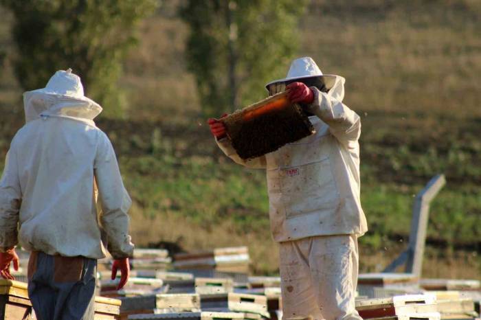 Sıcaklık Ve İklim Değişikliği Bal Rekoltesini Düşürdü