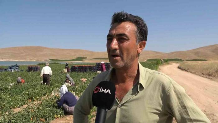 Aracılara İsyan Eden Tarla Sahibi Halka Seslendi, “Gelin Tarladan 4 Liraya Alın”