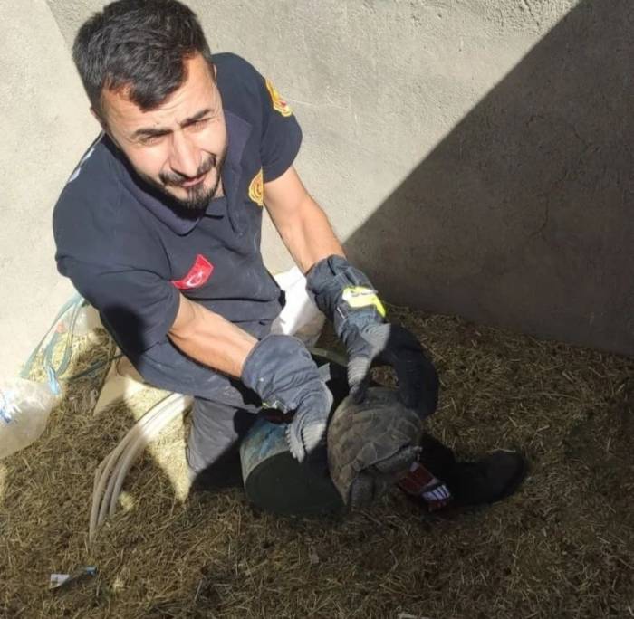 Kuyuda Mahsur Kalan Kaplumbağalar Kurtarıldı