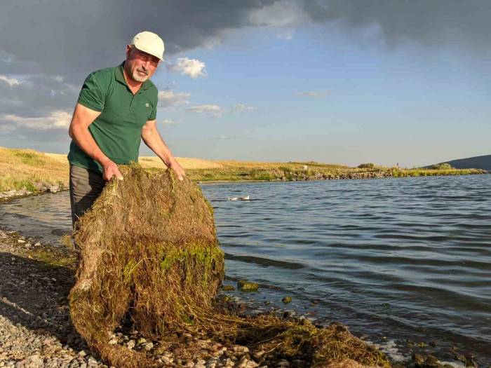 Çıldır Gölü Yosun Tuttu