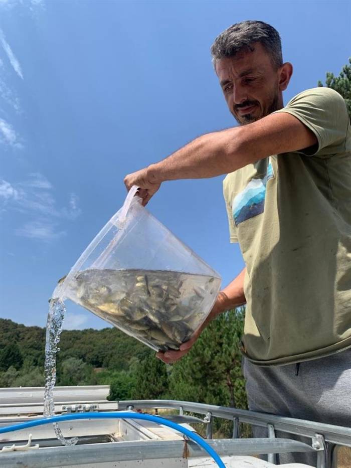 Bolu’dan Sakarya’ya 400 Bin Yavru Pullu Sazan Balığı Gönderildi