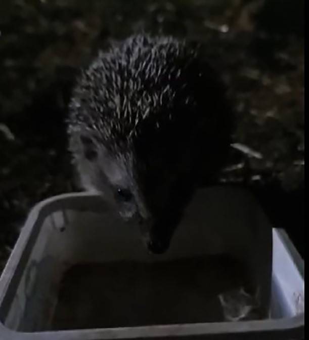 Yavru Kirpi, Su İhtiyacını Gidermek İçin Her Gün Evin Bahçesine Geliyor