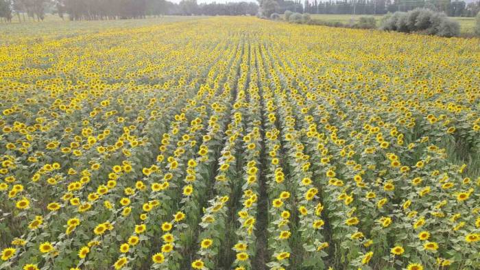 Ayçiçek Tarlalarında Kartpostallık Görüntüler