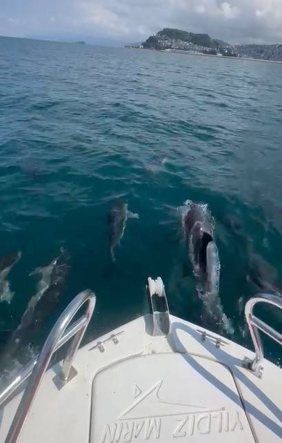 Yunuslar Giresun’da Tekneyle Böyle Yarıştı