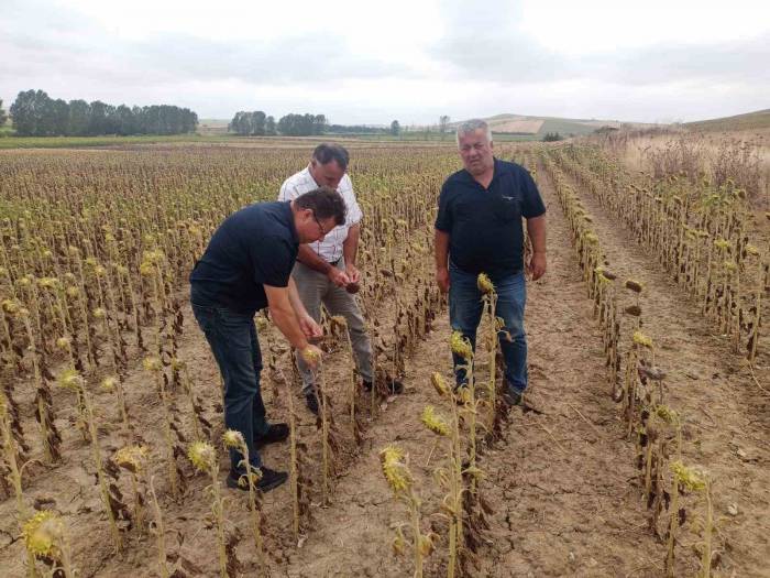 Verim Kaybı Ve Rekolte Düşüklüklerine Yerinde Tespit