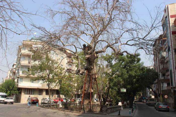 Asırlık Çınarlar Kurumaya Başladı