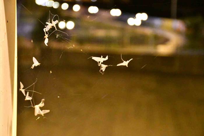 Ardahan’da ’bir Günlükler’in ’ölüm Uçuşu’ Sürüyor