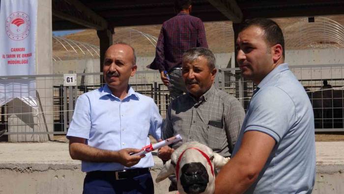 Çankırı’da Üreticilere 110 Adet Koç Dağıtıldı