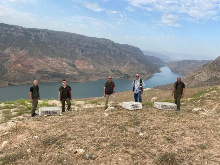 Siirt’te 600 Kınalı Keklik Doğaya Salındı