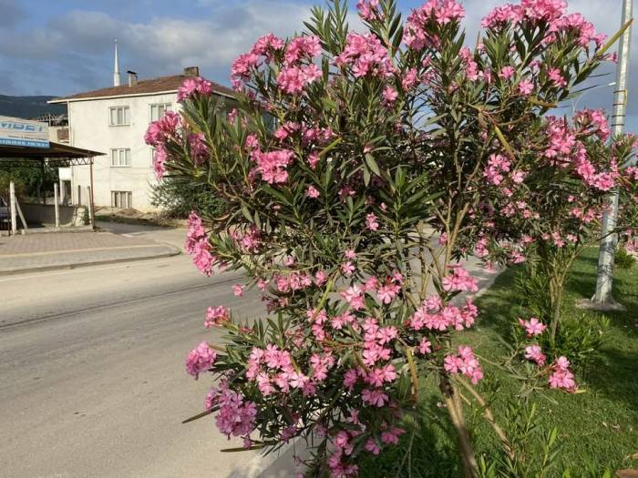 Orta Refüj Adeta Canlandı Rengarenk Oldu