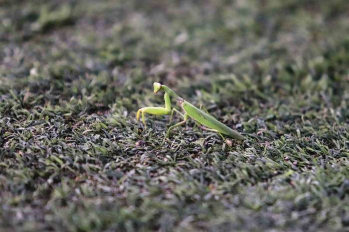Samsunspor - Fenerbahçe Maçında Statta Farenin Yanı Sıra ’peygamber Devesi’ De Görüldü