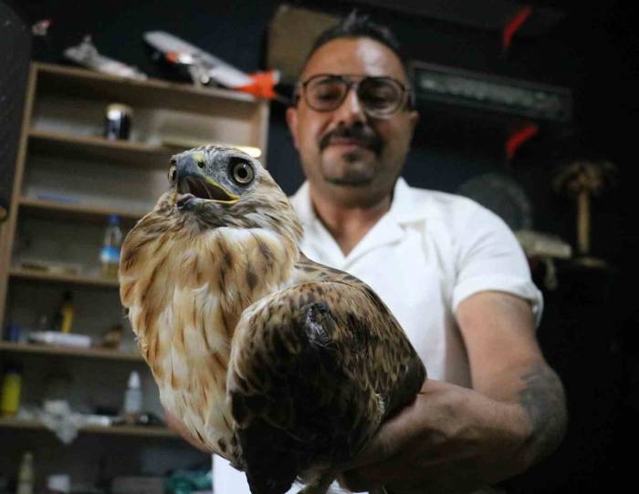 Yaralı Halde Bulunan ’gökyüzünün Aslanı’ Tedavi Altında Alındı