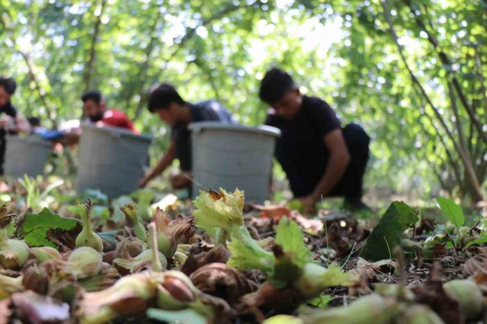 Sakarya’da Fındık Hasadı