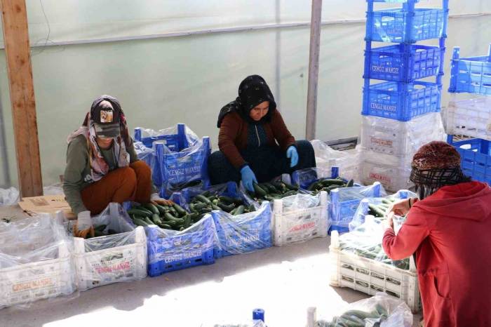 Genç Girişimciler Erzincan’da Tarıma Yatırım Yapıyor