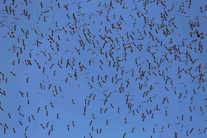 Leyleklerin Göç Yolculuğu... Bursa Semalarında Görüntülendiler