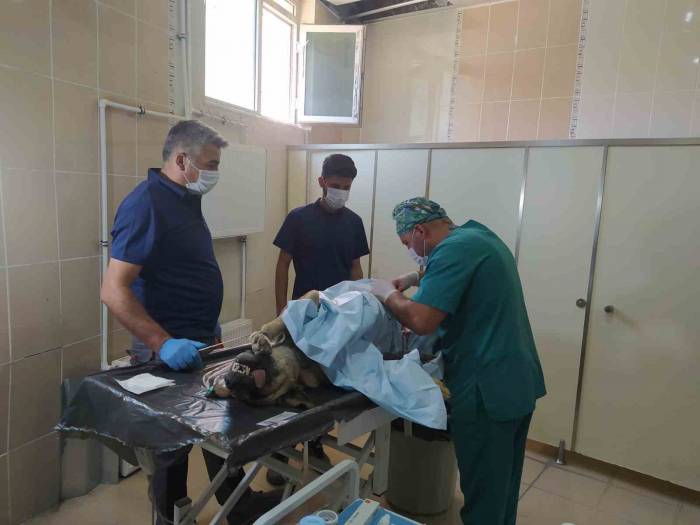 Hakkari’deki Can Dostlara Kuduz Aşısı Yapıldı