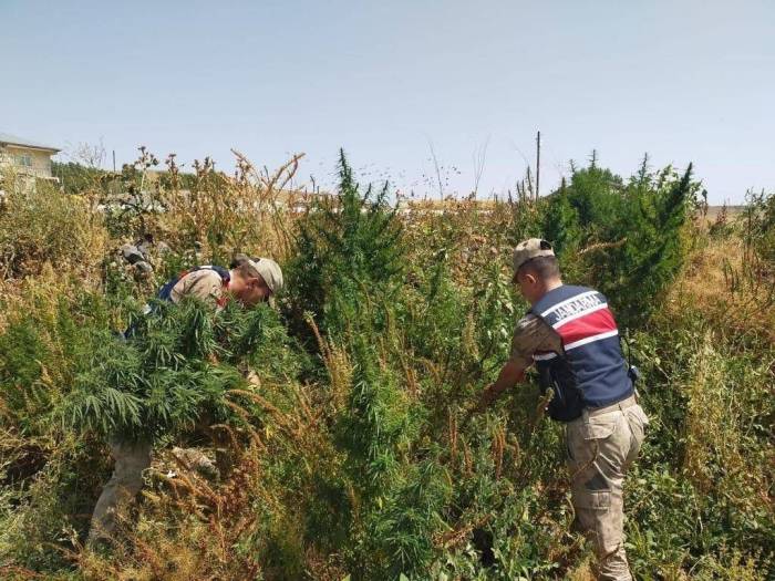 Kars’ta Jandarmadan Zehir Tacirlerine Darbe