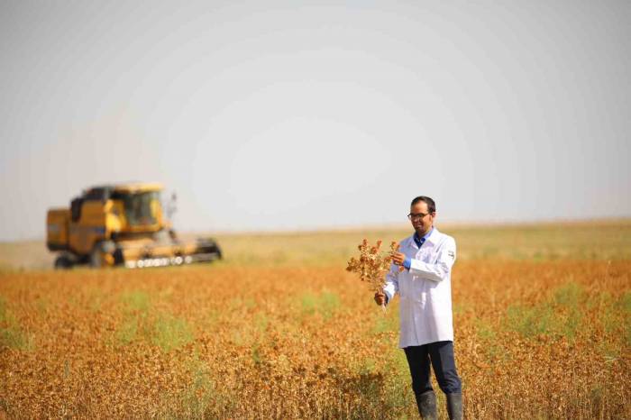 Başkan Altay: "Susuz Tarım Modeliyle Ürettiğimiz Aspirin Hasadını Yaptık"