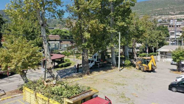 Tarihi Çınarlar Bakıma Alındı