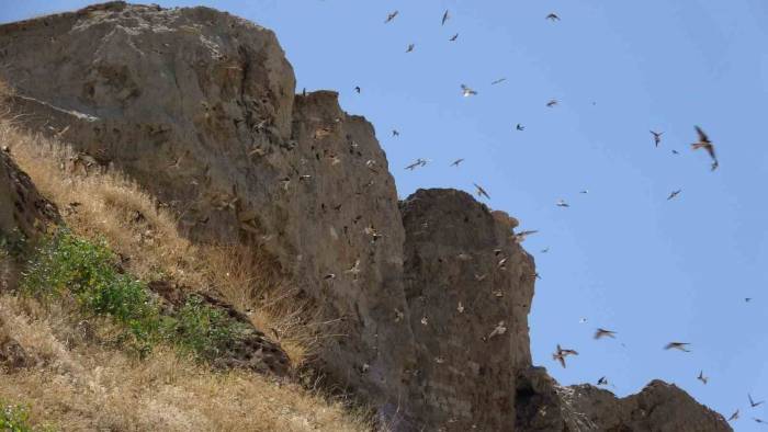 Van’ın Dilkaya Tepesi Binlerce Kırlangıca Yuva Oldu