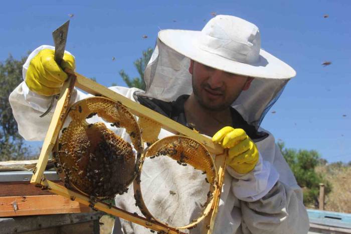 Bal Üretiminde Zirvede Yer Alan Sivas’ta Rekolte Düştü