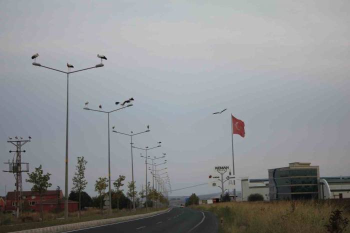 Binlerce Kilometreden Geldiler, Aydınlatma Direklerini Süslediler