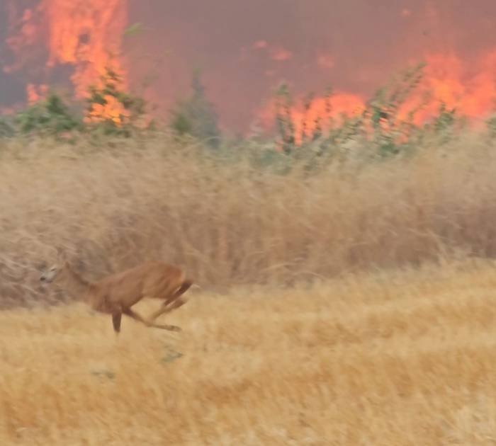 Çanakkale’deki Yangın En Çok Onları Etkiledi...alevlerden Kaçan Karaca Böyle Görüntülendi