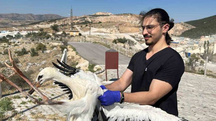 Belediye Yaralı Leyleklere Sahip Çıkıyor