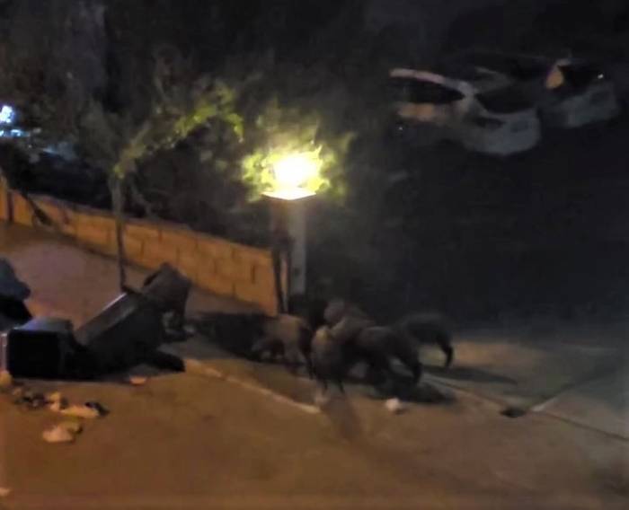 Aç Kalan Domuz Sürücü Şehre İnip Çöpleri Karıştırdı