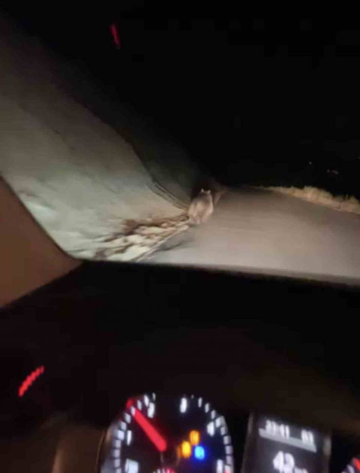 Yüksekova’da Boz Ayı Görüntülendi