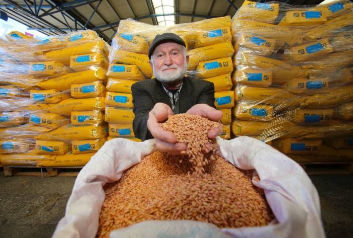 Kocaeli’de 4 Bin Çiftçiye Tohum Desteği