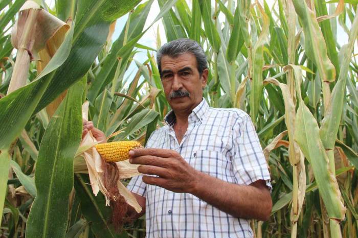 Mısır Üreticisi Fiyatların Yeniden Gözden Geçirilmesini İstedi