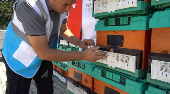 Ömrünü Tamamlayan Ağaçlar, Kovan Oluyor