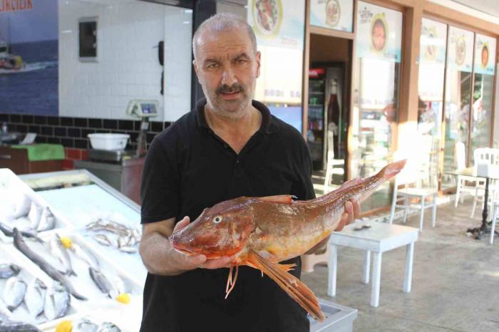 Mezgit Avlarken 5 Kilogramlık Kırlangıç Yakaladılar: Kilosu 500 Tl