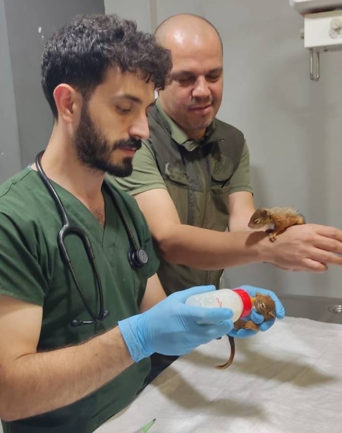 Yavru Sincaplara Şefkat Eli