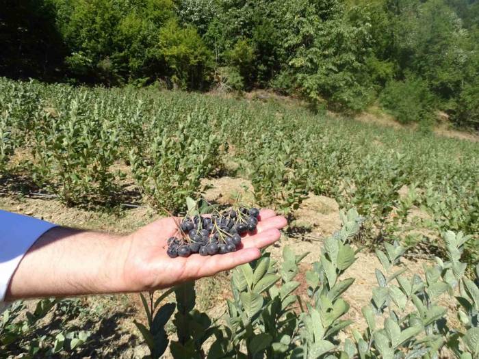 Süper Meyvede İlk Hasat