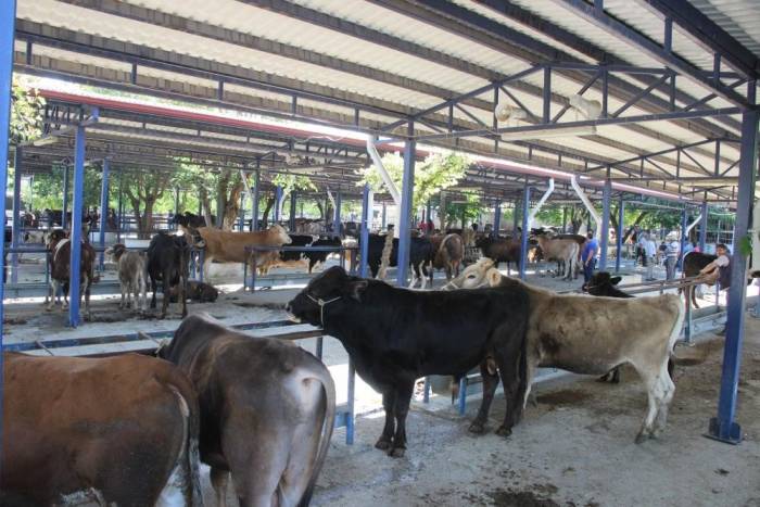 Muğla’da 7 Yılda Hayvan Sayısı Arttı