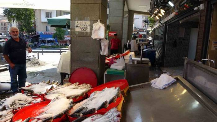 Balıkçı Esnafının Gözü Çingene Palamutundaydı Ama...