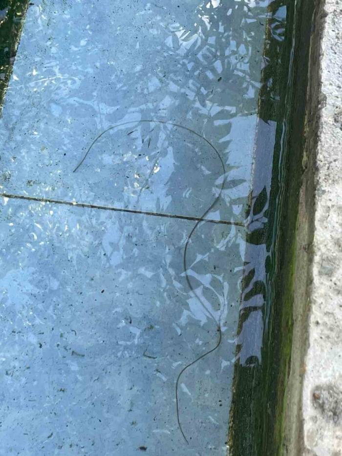 Köy Çeşmesinde Görülen İlginç Canlı Merak Konusu Oldu