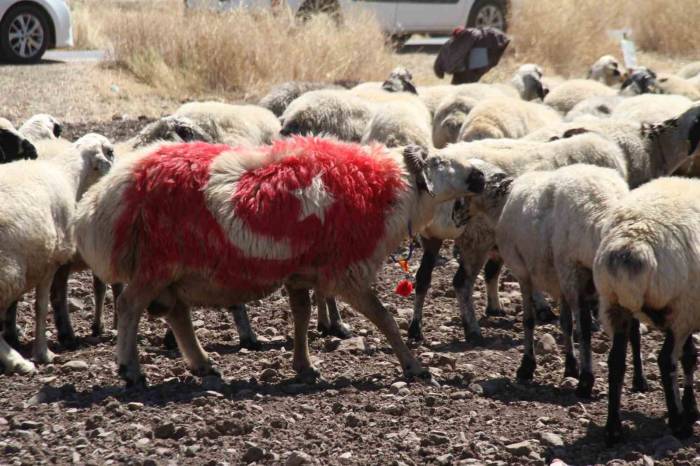 Süslenen Koçlar, Koyunların Arasına Bırakıldı