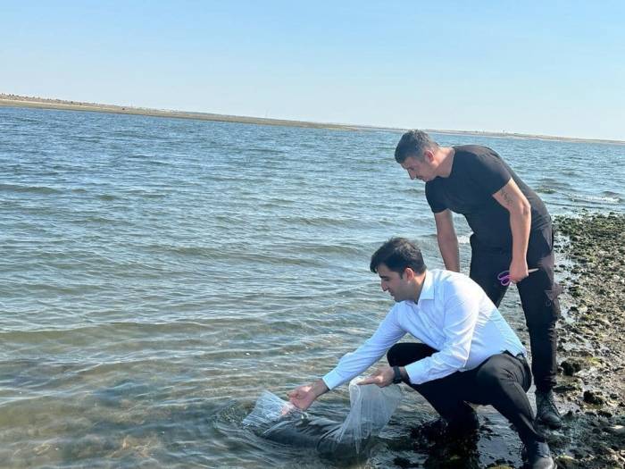 Enez Ve İpsala’da 410 Bin Yavru Sazan Su İle Buluştu