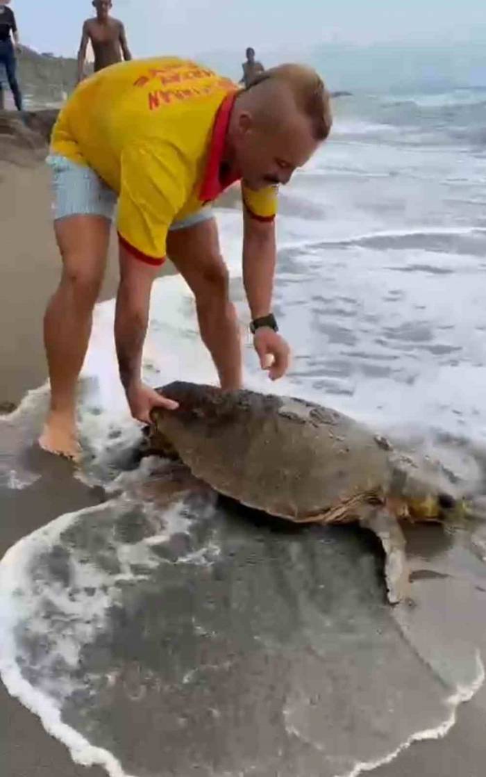 Yaralı Caretta Caretta Sahile Vurdu