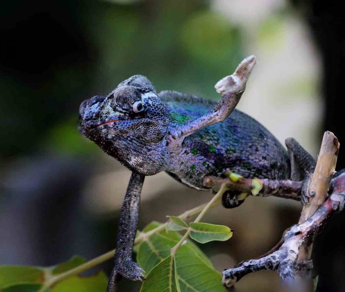 Kahramanmaraşlı Fotoğrafçı 10 Yıldır Bukalemun Fotoğraflıyor